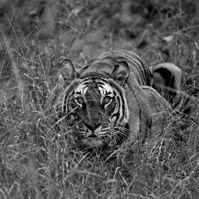In Predatory Light